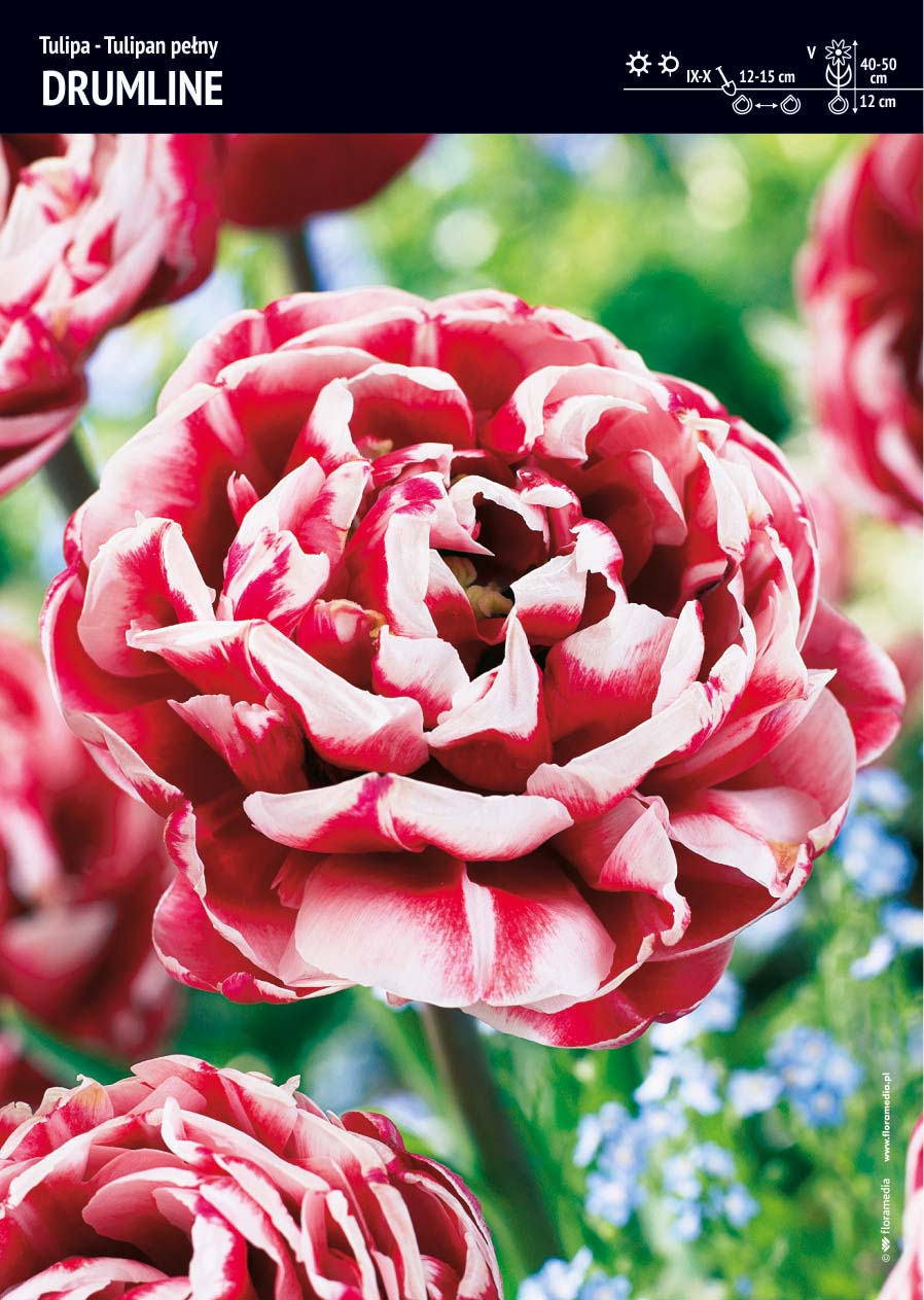 Tulipan Pe³ny 'Drumline' 10 szt.