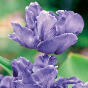 Tulipan Papuzi 'Blue Parrot' 10 szt.