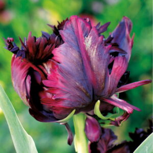 Tulipan Papuzi 'Black Parrot' 12 szt
