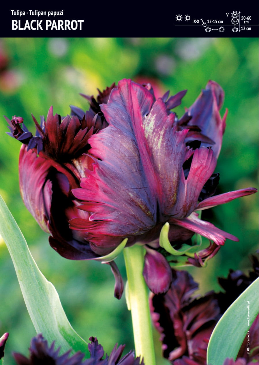 Tulipan Papuzi 'Black Parrot' 12 szt