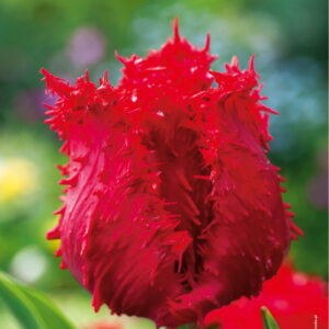 Tulipan 'Barbados' 10 szt