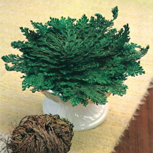 Ró¿a Jerychoñska Selaginella 3 szt