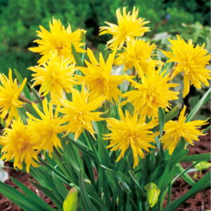 Narcyz Pachn¹cy 'Rip Van Winkle' 15 szt.