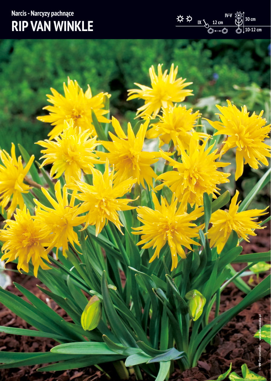 Narcyz Pachn¹cy 'Rip Van Winkle' 15 szt.