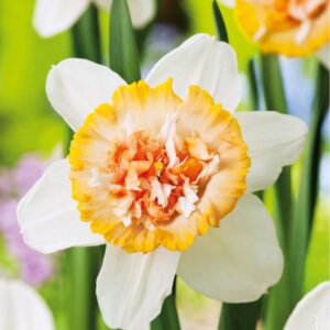 Narcyz 'Petit Four' ? 5 szt.