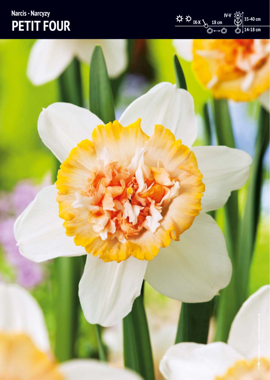 Narcyz 'Petit Four' ? 5 szt.