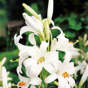 Lilia w. Antoniego  Lilium 'Candidum'  2 szt.