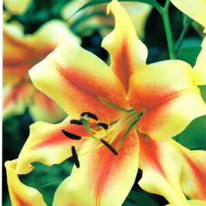 Lilia Drzewiasta 'Robert Swanson'  3 szt.