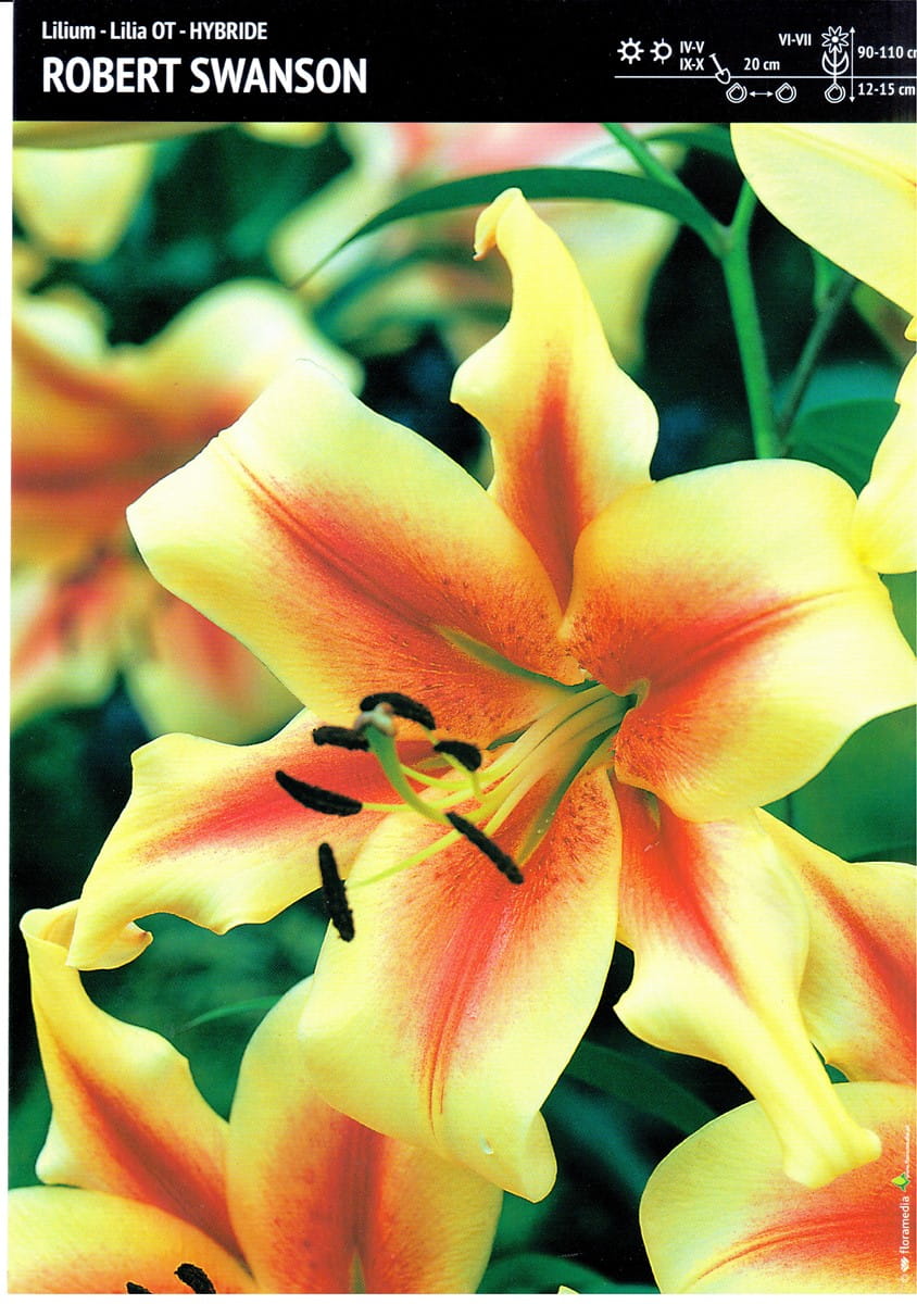 Lilia Drzewiasta 'Robert Swanson' 3 szt.