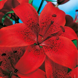 Lilia Azjatycka 'Diabora'  5 szt.