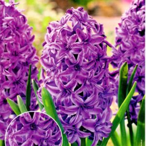 Hiacynt 'Lili Purple' Pe³ny 4 szt.