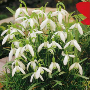 nie¿yczka Przebinieg  20 szt.