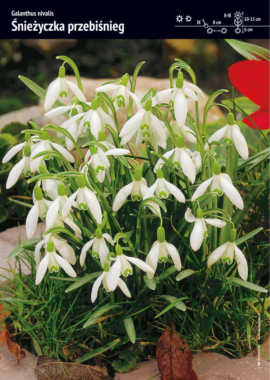 nie¿yczka Przebinieg 20 szt.