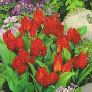 Tulipan Botaniczny 'Van Tubergen's' 30 szt.