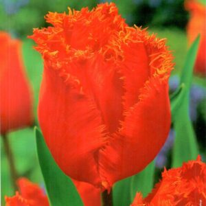 Tulipan Strzêpiasty 'Calibra' 10 szt.