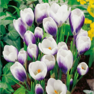Krokus 'Prins Claus' 30 szt.