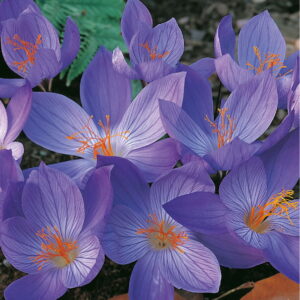 Krokus Jesienny 'Speciosus'  30 szt.