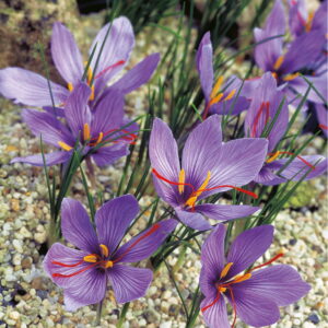 Krokus Jesienny 'Sativus' 25 szt.