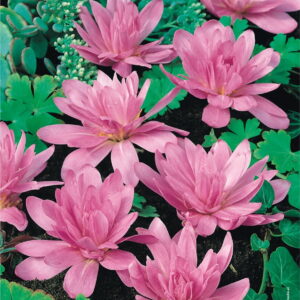 Zimowit 'Waterlily'  2 szt.