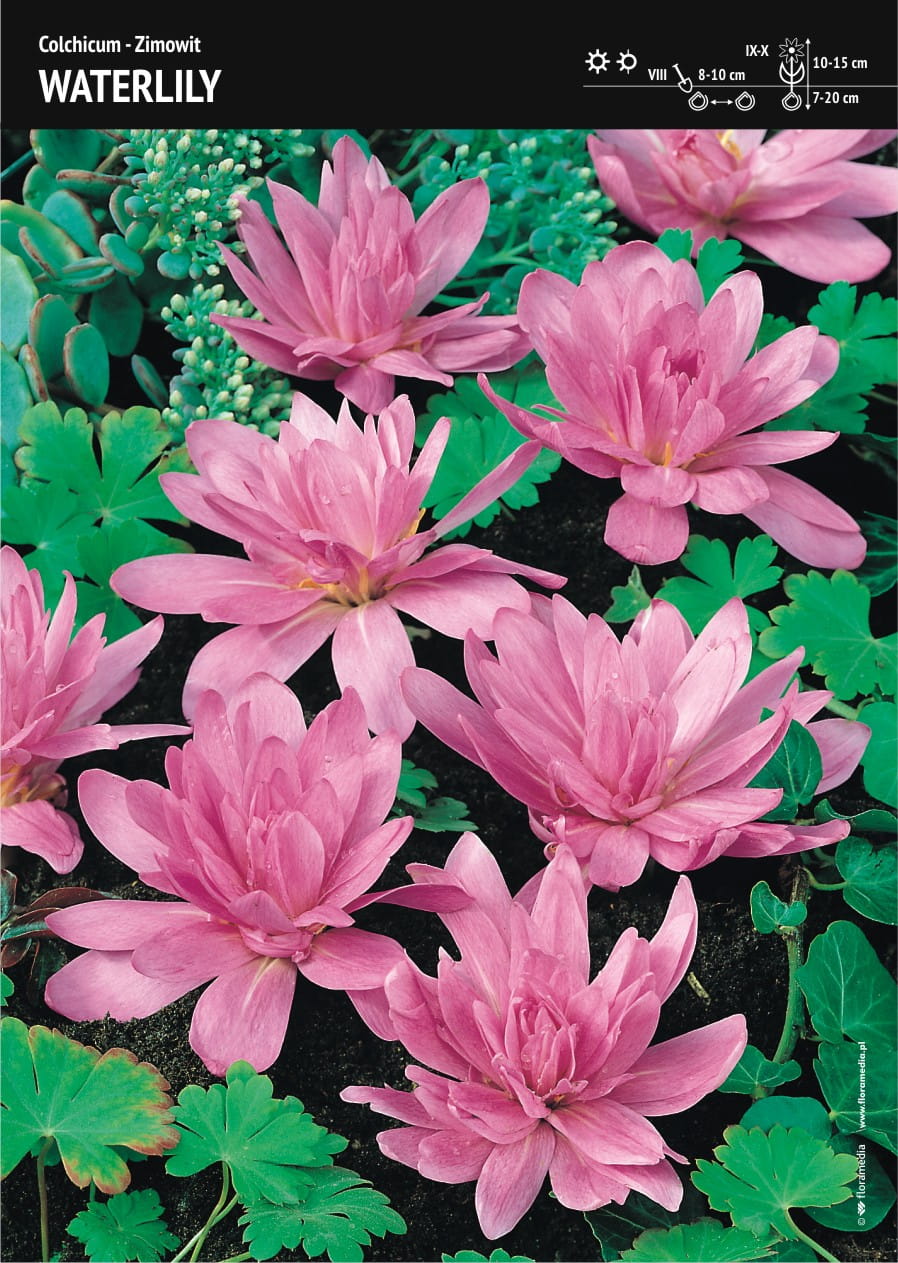 Zimowit 'Waterlily' 2 szt.