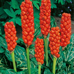 Obrazki W³oskie 10 szt.