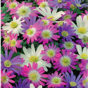 Zawilec Anemon Grecki Mix 30 szt.