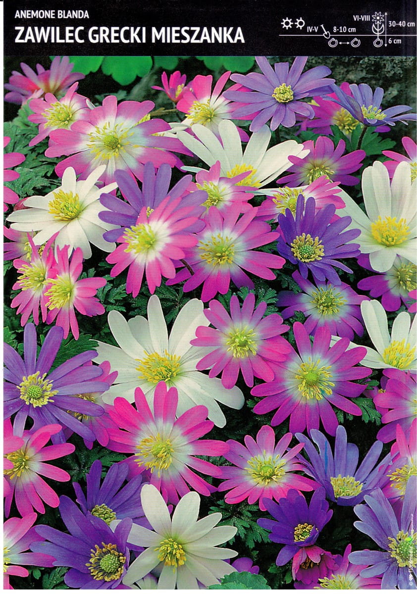 Zawilec Anemon Grecki Mix 30 szt.