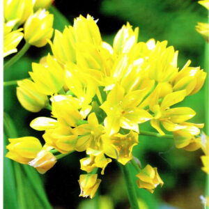 Czosnek Z³ocisty Ozdobny 30 szt.