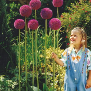 Czosnek Ozdobny Olbrzymi 2 szt.