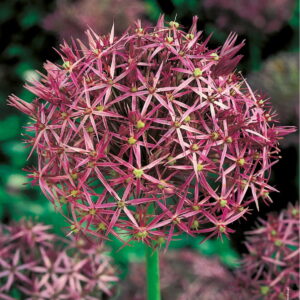 Czosnek Ozdobny 'Czosnek Krzysztofa' 12 szt.