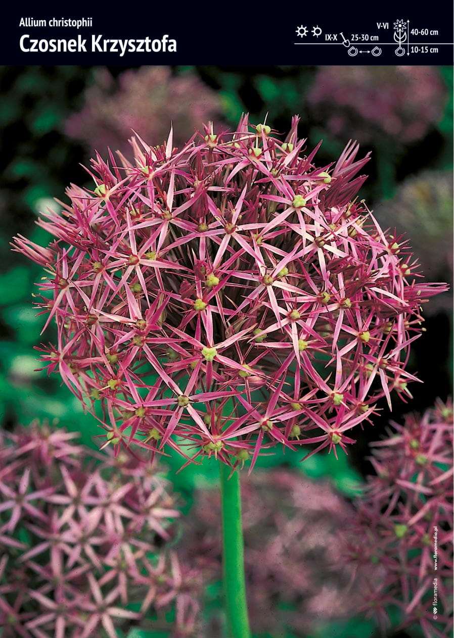 Czosnek Ozdobny 'Czosnek Krzysztofa' 12 szt.