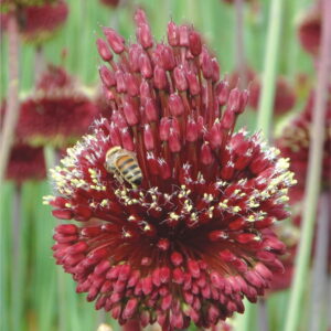 Czosnek Ozdobny 'Red Mohican' 3 szt.