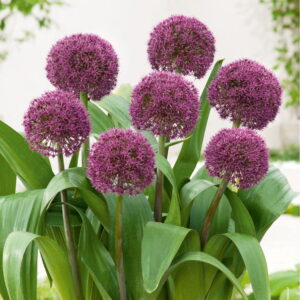 Alium Czosnek Ozdobny 'Ostara' 4 szt.