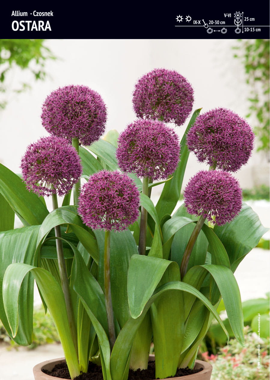 Alium Czosnek Ozdobny 'Ostara' 4 szt.