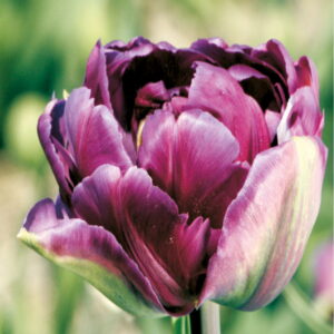 Tulipan Podwójny 'Negrita Double' 15 szt.