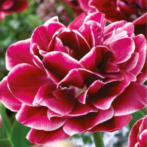 Tulipan 'Dream Touch' 10 szt.