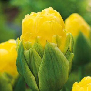 Tulipan Pe³ny 'Double Beauty of Apeldoorn' 20 szt.