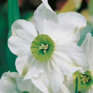 Narcyz Pachn¹cy 'Sinopel' 5 szt.