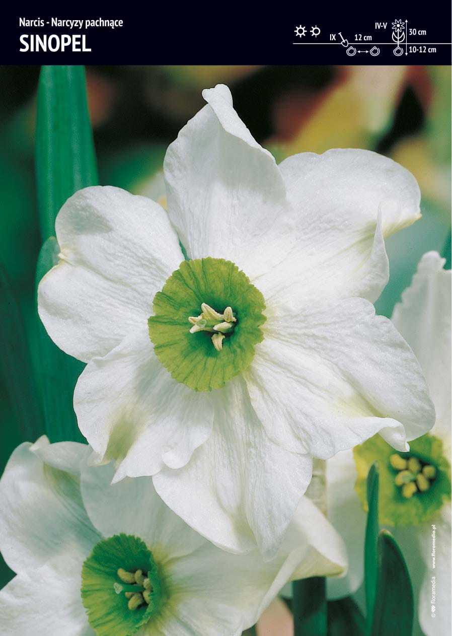 Narcyz Pachn¹cy 'Sinopel' 5 szt.