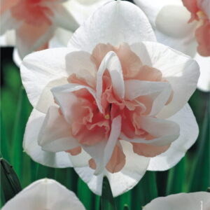 Narcyz Pe³ny 'Replete' 15 szt.