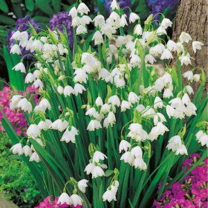 nie¿yca Letnia  12 szt.