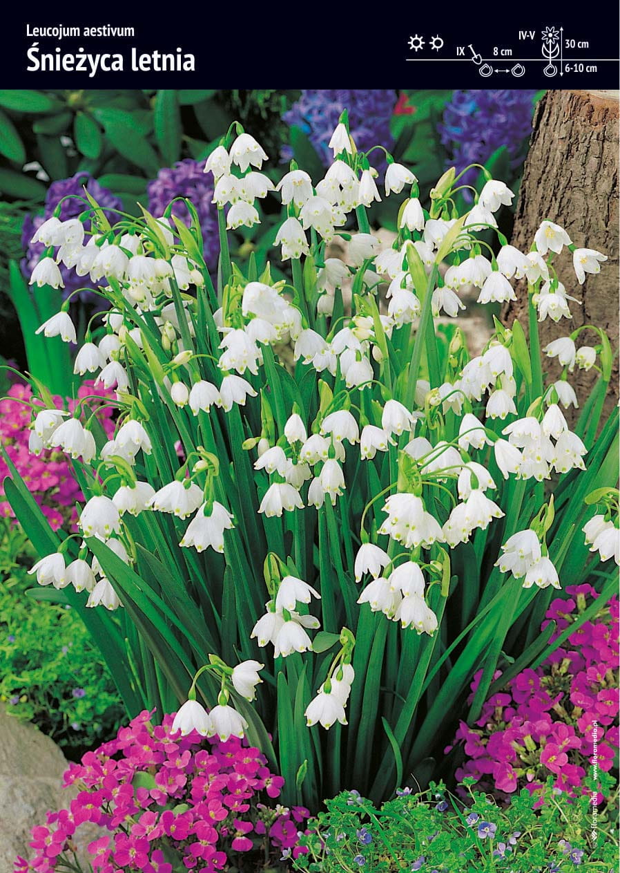 nie¿yca Letnia 12 szt.