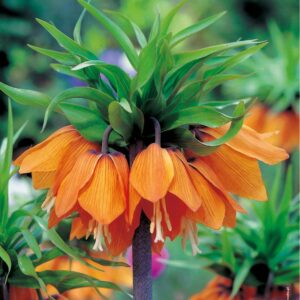 Szachownica Cesarska 'Aurora'  2 szt.