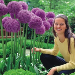 Czosnek Ozdobny 'Globemaster' 1 szt.