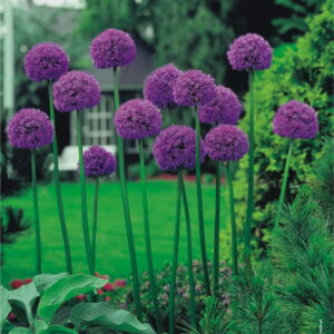 Czosnek Ozdobny 'Gladiator' 3 szt.