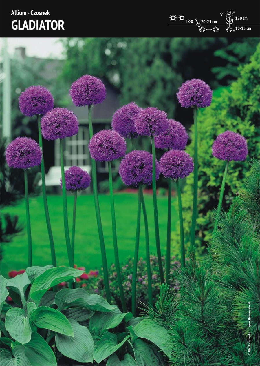 Czosnek Ozdobny 'Gladiator' 3 szt.