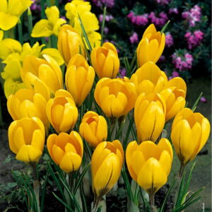 Krokus wiosenny 'Golden Yellow'  30 szt. rozm. 8-9 cm