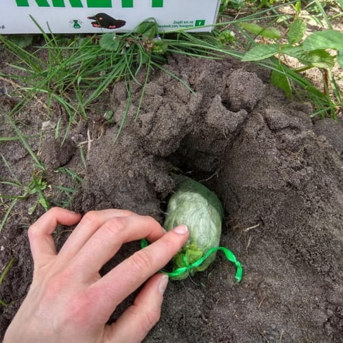 Kunagone Odstraszacz Kretów 2 szt. - obrazek 2