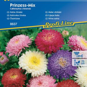 Aster Chiñski 'Prinzess' Mix Nasion Kiepenkerl