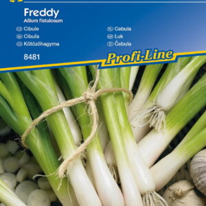 Cebula 'Freddy'  Siedmiolatka  Kiepenkerl